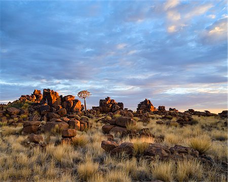 quiver tree - Quiver trees and boulders in the Giant's Playground at dawn, Namibia, Africa Stock Photo - Rights-Managed, Code: 841-07355285