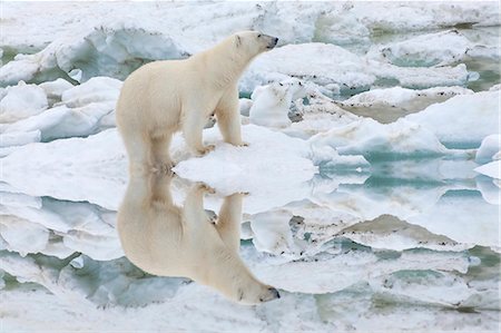 Female polar bear reflecting in the water (Ursus Maritimus), Wrangel Island, UNESCO World Heritage Site, Chuckchi Sea, Chukotka, Russia, Eurasia Photographie de stock - Rights-Managed, Code: 841-07457130