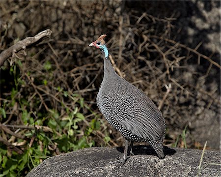 serengeti birds photos - Helmeted guineafowl (Numida meleagris), Serengeti National Park, Tanzania, East Africa, Africa Stock Photo - Rights-Managed, Code: 841-07457385