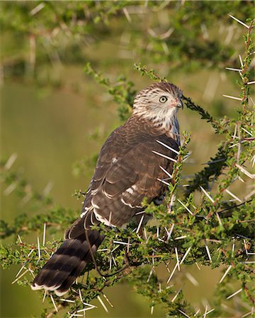 serengeti birds photos - Immature Gabar goshawk (Micronisus gabar), Serengeti National Park, Tanzania, East Africa, Africa Stock Photo - Rights-Managed, Code: 841-07457382