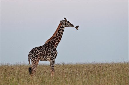 Masai giraffe (Giraffa camelopardalis tippelskirchi) and yellow-billed oxpecker (Buphagus africanus), Serengeti National Park, Tanzania, East Africa, Africa Stock Photo - Rights-Managed, Code: 841-07457408