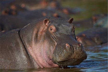 Hippopotamus (Hippopotamus amphibius), Serengeti National Park, Tanzania, East Africa, Africa Foto de stock - Con derechos protegidos, Código: 841-07457400