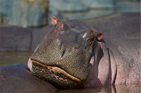 Hippopotamus (Hippopotamus amphibius), Serengeti National Park, Tanzania, East Africa, Africa Foto de stock - Con derechos protegidos, Código: 841-07457401