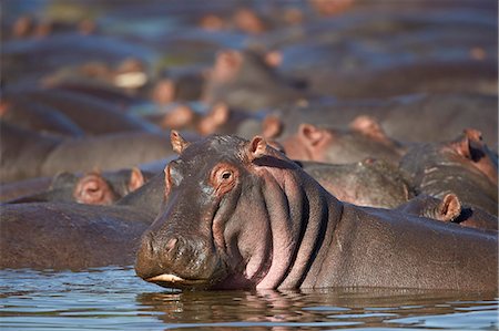 Hippopotamus (Hippopotamus amphibius), Serengeti National Park, Tanzania, East Africa, Africa Stock Photo - Rights-Managed, Code: 841-07457414