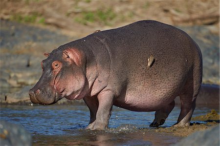 Hippopotamus (Hippopotamus amphibius) in shallow water, Serengeti National Park, Tanzania, East Africa, Africa Foto de stock - Con derechos protegidos, Código: 841-07457410
