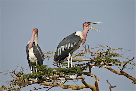 serengeti birds photos - Marabou stork (Leptoptilos crumeniferus), Serengeti National Park, Tanzania, East Africa, Africa Stock Photo - Rights-Managed, Code: 841-07457421