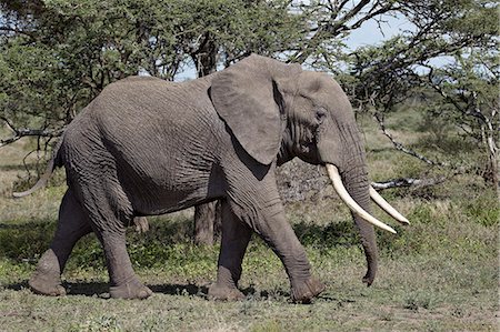 simsearch:841-07782300,k - African Elephant (Loxodonta africana), Serengeti National Park, Tanzania, East Africa, Africa Stock Photo - Rights-Managed, Code: 841-07457459