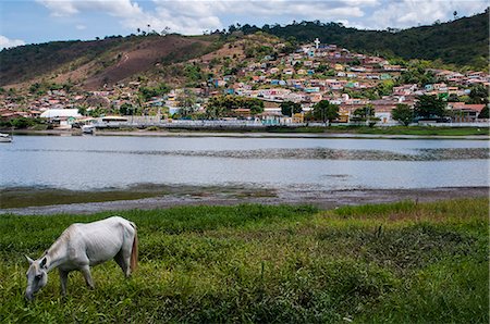 salvador - Horse grazing along the Rio Paraguacu in Cachoeira, Bahia, Brazil, South America Foto de stock - Con derechos protegidos, Código: 841-07457629