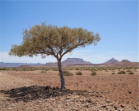damaraland - The shade of a tree, Damaraland, Namibia, Africa Stock Photo - Rights-Managed, Code: 841-07457847