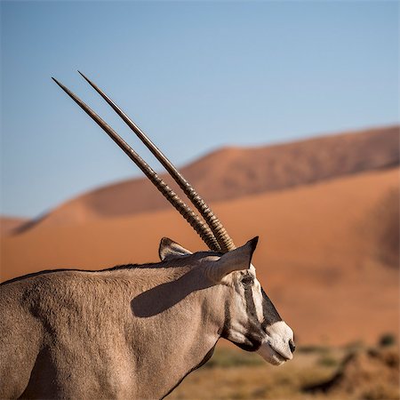Gemsbok (Oryx gazella) at Sossusvlei dunes, Namib Naukluft, Namibia, Africa Stock Photo - Rights-Managed, Code: 841-07457859