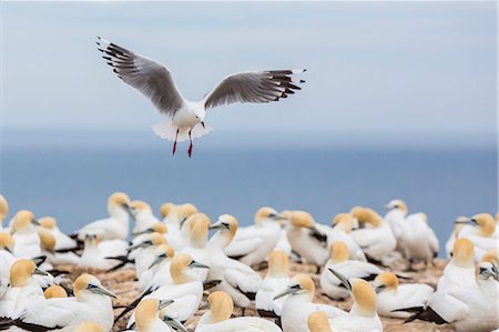 simsearch:6119-07451337,k - Red-billed gull (Chroicocephalus scopulinus) in gannet breeding colony at Cape Kidnappers, Napier, North Island, New Zealand, Pacific Foto de stock - Con derechos protegidos, Código: 841-07523296