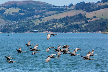 Adult spotted shags (Phalacrocorax punctatus) in flight in Dunedin, Otago, South Island, New Zealand, Pacific Stock Photo - Rights-Managed, Code: 841-07523300