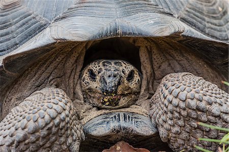 Wild Galapagos giant tortoise (Chelonoidis nigra) in Urbina Bay, Isabela Island, Galapagos Islands, Ecuador, South America Photographie de stock - Rights-Managed, Code: 841-07523365