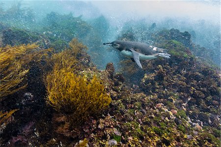 swimming (animals) - Galapagos penguin (Spheniscus mendiculus) underwater at Isabela Island, Galapagos Islands, Ecuador, South America Stock Photo - Rights-Managed, Code: 841-07523377