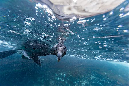 swimming (animals) - Curious flightless cormorant (Phalacrocorax harrisi) underwater at Tagus Cove, Isabela Island, Galapagos Islands, Ecuador, South America Stock Photo - Rights-Managed, Code: 841-07523372