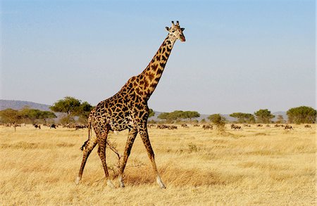 simsearch:841-07201797,k - Adult giraffe, Grumeti, Tanzania Stock Photo - Rights-Managed, Code: 841-07523445
