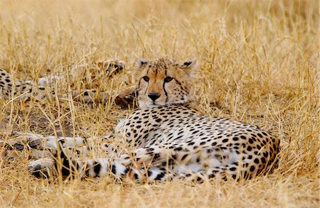 simsearch:841-07201893,k - Cheetah, Grumeti, Tanzania, East Africa Foto de stock - Con derechos protegidos, Código: 841-07523475