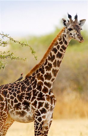 simsearch:841-07201797,k - Giraffe, Grumeti, Tanzania Stock Photo - Rights-Managed, Code: 841-07523484