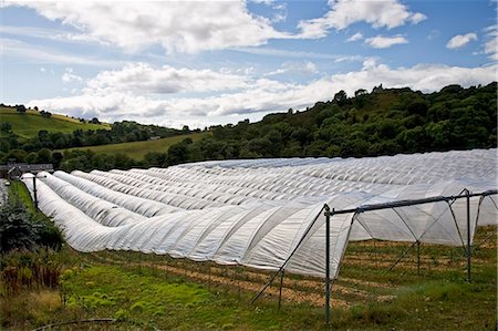 simsearch:841-07523710,k - Polytunnels on a fruit farm in Perthshire, Scotland, United Kingdom Photographie de stock - Rights-Managed, Code: 841-07523488