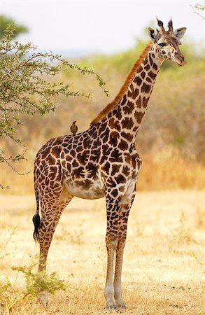 simsearch:841-07201797,k - Giraffe with Oxpecker on its back, Grumeti, Tanzania Stock Photo - Rights-Managed, Code: 841-07523482