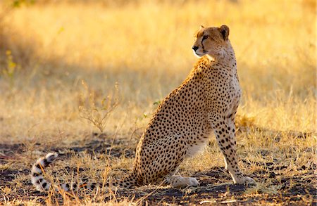 simsearch:841-07201797,k - Cheetah, Grumeti, Tanzania, East Africa Stock Photo - Rights-Managed, Code: 841-07523504