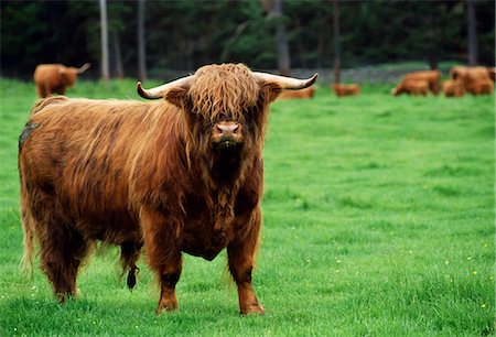simsearch:841-07201797,k - Highland cattle bull, Scotland, UK. Stock Photo - Rights-Managed, Code: 841-07523536