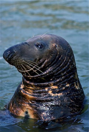 simsearch:841-07201893,k - Seal at the National Seal Sanctuary at Gweek in the Helford Estuary, Cornwall, UK. Foto de stock - Con derechos protegidos, Código: 841-07523533