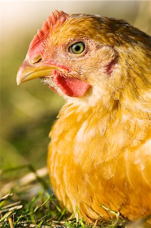 roam - Free-range chicken of breed  Isa 257 at Sheepdrove Organic Farm , Lambourn, England Stock Photo - Rights-Managed, Code: 841-07523550