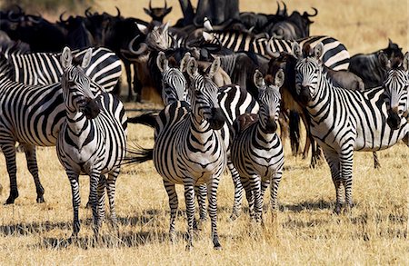 simsearch:841-07201797,k - A herd of Common Plains Zebra (Grant's) Grumeti, Tanzania Stock Photo - Rights-Managed, Code: 841-07523553