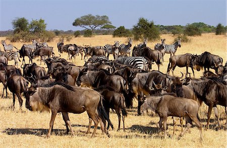 simsearch:841-07201797,k - Migrating Blue Wildebeest and Common Plains Zebra (Grant's), Grumeti, Tanzania Stock Photo - Rights-Managed, Code: 841-07523561