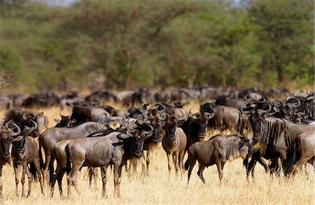 simsearch:841-07201797,k - Herd of migrating Blue Wildebeest, Grumeti, Tanzania Stock Photo - Rights-Managed, Code: 841-07523585
