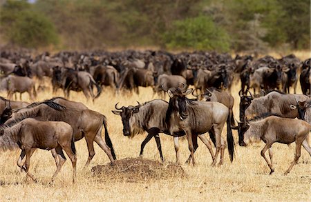 simsearch:841-07201797,k - Herd of migrating Blue Wildebeest, Grumeti, Tanzania Stock Photo - Rights-Managed, Code: 841-07523582