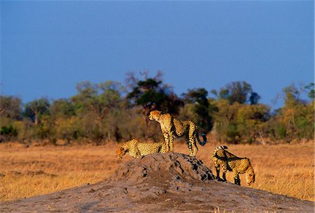 simsearch:841-07201797,k - A packof three cheetahs using an old termite mound to watch for approaching prey in Moremi National Park, Botswana Stock Photo - Rights-Managed, Code: 841-07523594