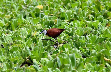 simsearch:841-07201797,k - African Jacana bird walking on river cabbage, Grumeti, Tanzania, East Africa Stock Photo - Rights-Managed, Code: 841-07523595