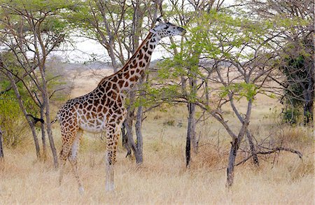 simsearch:841-07201797,k - Adult giraffe in Grumeti, Tanzania Stock Photo - Rights-Managed, Code: 841-07523592