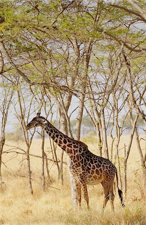 simsearch:841-07201797,k - Giraffe, Grumeti, Tanzania Stock Photo - Rights-Managed, Code: 841-07523593