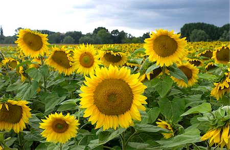 simsearch:841-07523710,k - Sunflower plants in the Loire Valley in France Photographie de stock - Rights-Managed, Code: 841-07523615