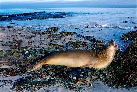 simsearch:700-00481653,k - A young Southern Elephant Seal (Mirounga leonina) lying open-mouthed amongst the seaweed on the shores of Sea Lion Island, Falkland Islands, South Atlantic. Stock Photo - Rights-Managed, Code: 841-07523612