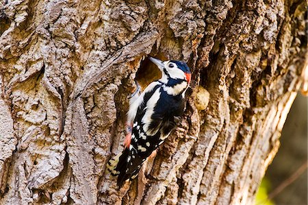 simsearch:700-00168646,k - Great Spotted Woodpecker makes nesting hole in Poplar tree , Hampstead, London, United Kingdom Stock Photo - Rights-Managed, Code: 841-07523625