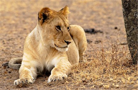 simsearch:841-07201797,k - A Lioness, Grumeti, Tanzania, East Africa Stock Photo - Rights-Managed, Code: 841-07523629