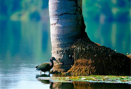 simsearch:841-07201608,k - Ibis Bird on Lake Sandoval, Peruvian Rainforest, South America Photographie de stock - Rights-Managed, Code: 841-07523656