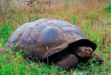simsearch:841-07201893,k - Giant tortoise feeding on leaves on the Galapagos Islands Foto de stock - Con derechos protegidos, Código: 841-07523658