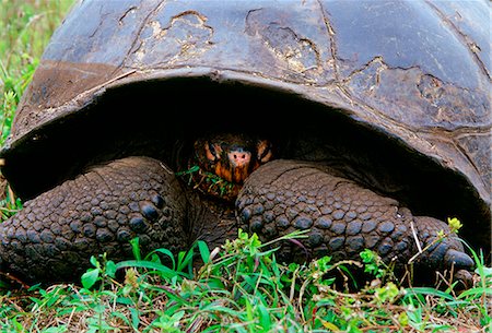 simsearch:841-07201893,k - Giant tortoise feeding on leaves on the Galapagos Islands Foto de stock - Con derechos protegidos, Código: 841-07523652