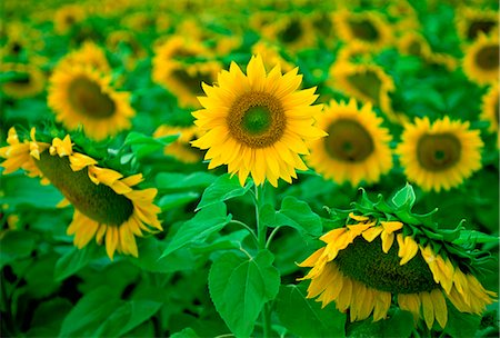 simsearch:841-07523710,k - Sunflower plants in the Loire Valley in France Photographie de stock - Rights-Managed, Code: 841-07523710