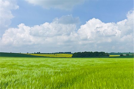 Barley crop in landscape at Asthall, The Cotswolds, Oxfordshire, UK Stock Photo - Rights-Managed, Code: 841-07523752