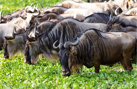 simsearch:841-07201797,k - Herd of Blue Wildebeest eating water cabbage, Grumeti, Tanzania Stock Photo - Rights-Managed, Code: 841-07523804