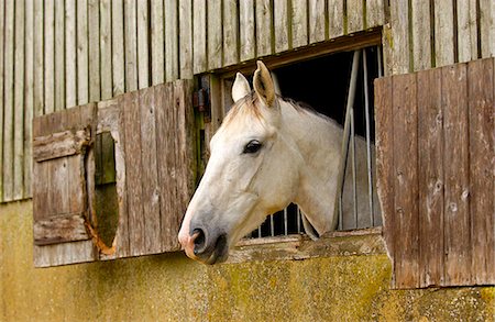 side view of horse head - Grey mare watching from stable window at livery yard in Oxfordshire. Stock Photo - Rights-Managed, Code: 841-07523832