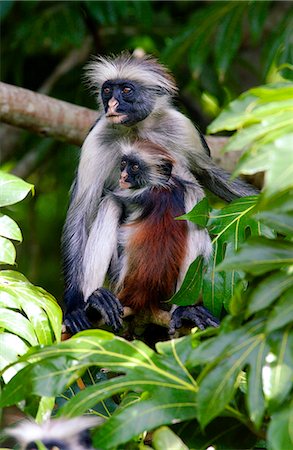 simsearch:700-02686033,k - Zanzibar Red Colobus monkey with young, one of Africa's rarest primates Stock Photo - Rights-Managed, Code: 841-07523845