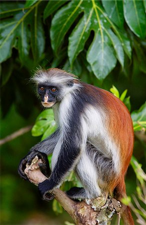 simsearch:841-07201893,k - Zanzibar Red Colobus monkey, one of Africa's rarest primates Foto de stock - Con derechos protegidos, Código: 841-07523843