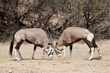 simsearch:841-06446818,k - Two gemsbok (South African oryx) (Oryx gazella) fighting, Kgalagadi Transfrontier Park, encompassing the former Kalahari Gemsbok National Park, South Africa, Africa Stock Photo - Rights-Managed, Code: 841-07523893